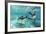 California Sea Lions (Zalophus Californianus), Playing Underwater at Los Islotes-Michael Nolan-Framed Photographic Print