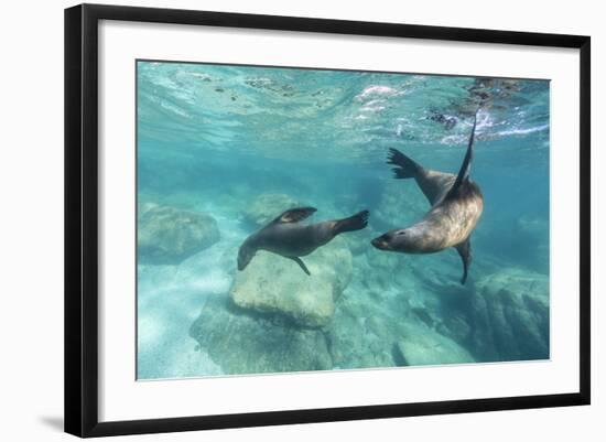 California Sea Lions (Zalophus Californianus), Playing Underwater at Los Islotes-Michael Nolan-Framed Photographic Print