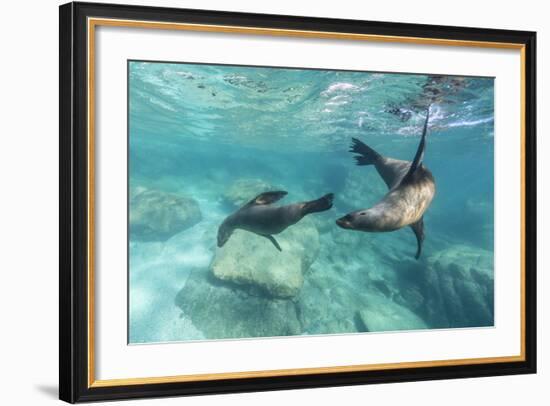 California Sea Lions (Zalophus Californianus), Playing Underwater at Los Islotes-Michael Nolan-Framed Photographic Print