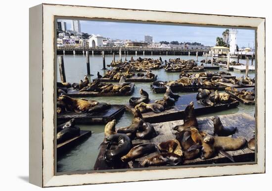 California Sea Lions-Alan Sirulnikoff-Framed Premier Image Canvas