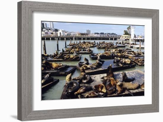 California Sea Lions-Alan Sirulnikoff-Framed Photographic Print