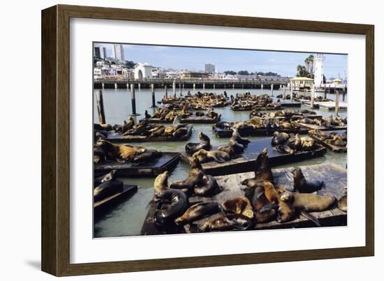 California Sea Lions-Alan Sirulnikoff-Framed Photographic Print