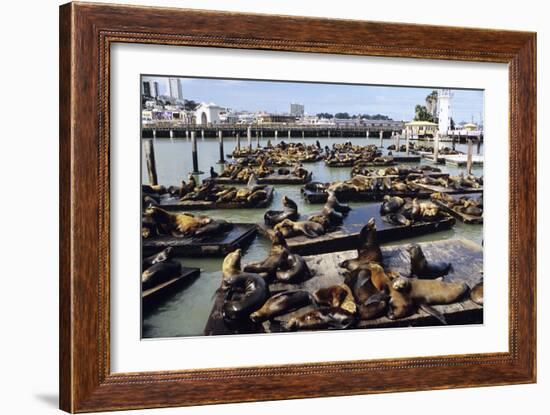 California Sea Lions-Alan Sirulnikoff-Framed Photographic Print