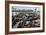 California Sea Lions-Alan Sirulnikoff-Framed Photographic Print