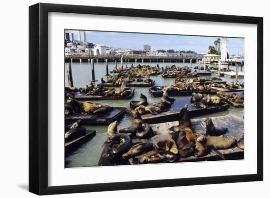 California Sea Lions-Alan Sirulnikoff-Framed Photographic Print