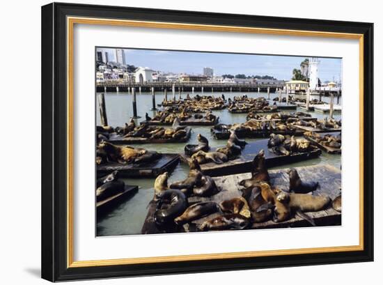 California Sea Lions-Alan Sirulnikoff-Framed Photographic Print