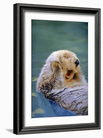 California Sea Otter floating face up, Monterey, California-Stuart Westmorland-Framed Photographic Print