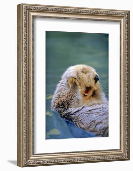 California Sea Otter floating face up, Monterey, California-Stuart Westmorland-Framed Photographic Print