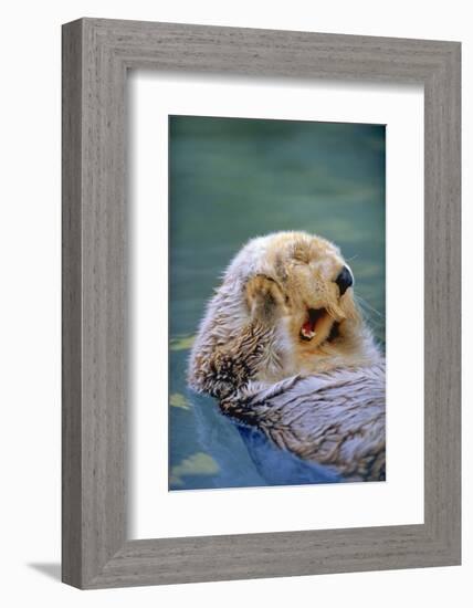 California Sea Otter floating face up, Monterey, California-Stuart Westmorland-Framed Photographic Print