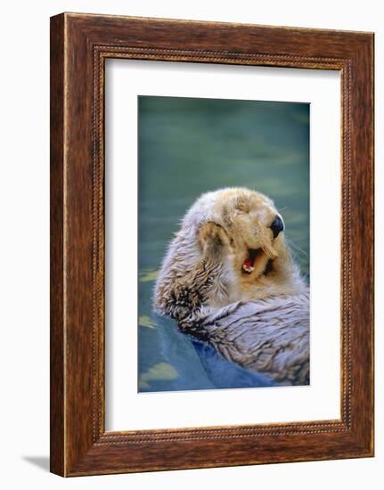 California Sea Otter floating face up, Monterey, California-Stuart Westmorland-Framed Photographic Print