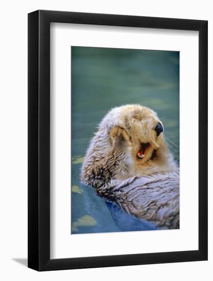 California Sea Otter floating face up, Monterey, California-Stuart Westmorland-Framed Photographic Print