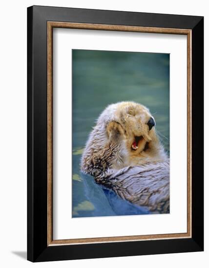 California Sea Otter floating face up, Monterey, California-Stuart Westmorland-Framed Photographic Print