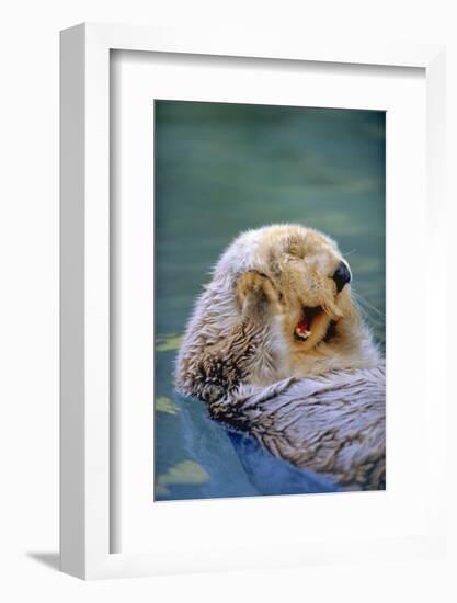 California Sea Otter floating face up, Monterey, California-Stuart Westmorland-Framed Photographic Print