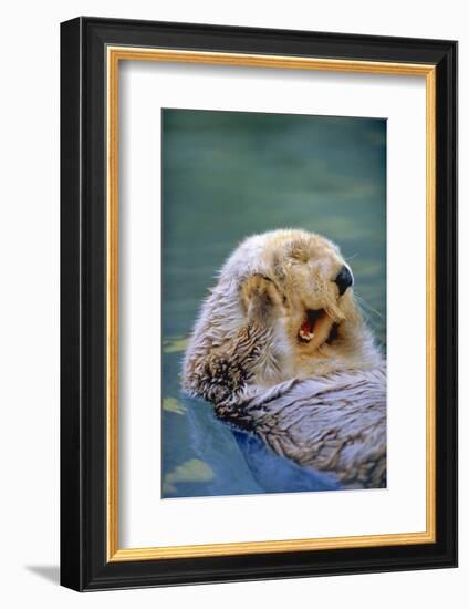 California Sea Otter floating face up, Monterey, California-Stuart Westmorland-Framed Photographic Print