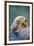 California Sea Otter floating face up, Monterey, California-Stuart Westmorland-Framed Photographic Print