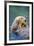 California Sea Otter floating face up, Monterey, California-Stuart Westmorland-Framed Photographic Print