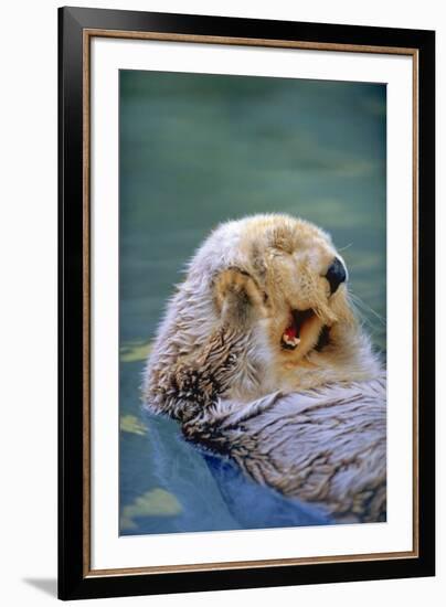 California Sea Otter floating face up, Monterey, California-Stuart Westmorland-Framed Photographic Print