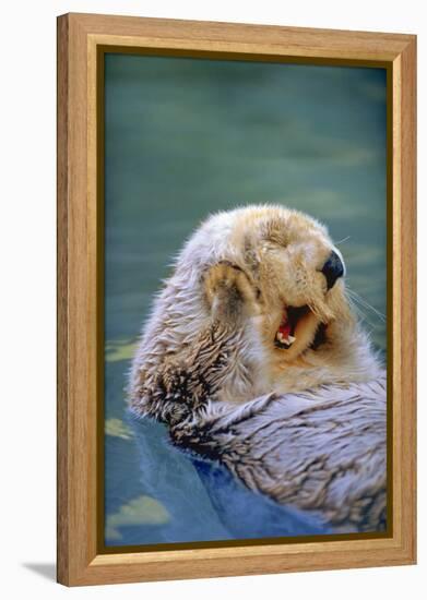 California Sea Otter floating face up, Monterey, California-Stuart Westmorland-Framed Premier Image Canvas