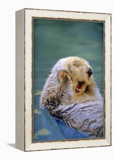 California Sea Otter floating face up, Monterey, California-Stuart Westmorland-Framed Premier Image Canvas