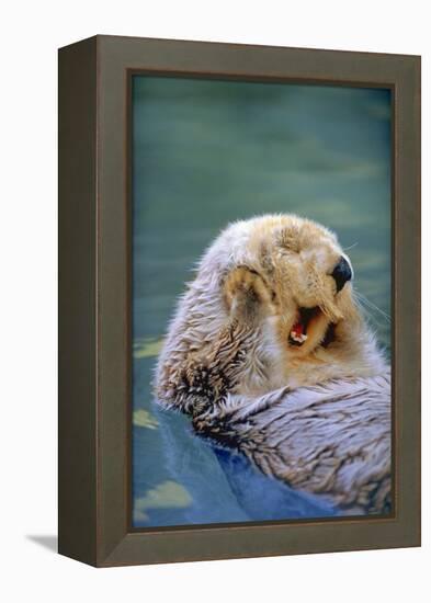 California Sea Otter floating face up, Monterey, California-Stuart Westmorland-Framed Premier Image Canvas