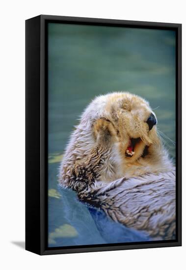 California Sea Otter floating face up, Monterey, California-Stuart Westmorland-Framed Premier Image Canvas