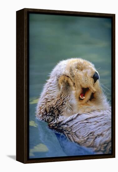 California Sea Otter floating face up, Monterey, California-Stuart Westmorland-Framed Premier Image Canvas