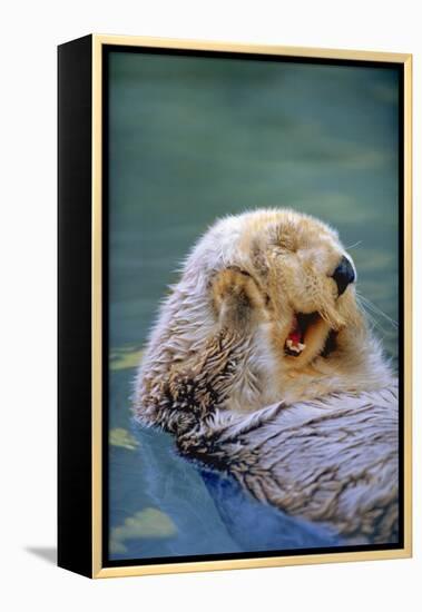 California Sea Otter floating face up, Monterey, California-Stuart Westmorland-Framed Premier Image Canvas