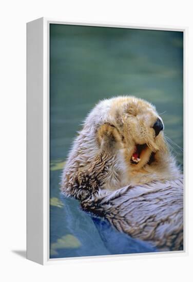 California Sea Otter floating face up, Monterey, California-Stuart Westmorland-Framed Premier Image Canvas