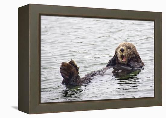 California Sea Otter-Hal Beral-Framed Premier Image Canvas