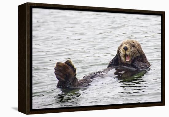 California Sea Otter-Hal Beral-Framed Premier Image Canvas