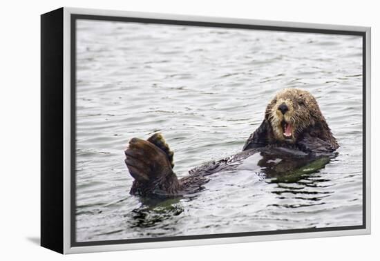 California Sea Otter-Hal Beral-Framed Premier Image Canvas