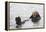 California Sea Otter-Hal Beral-Framed Premier Image Canvas