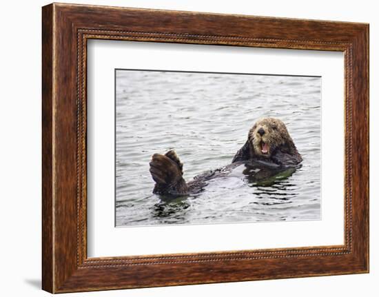 California Sea Otter-Hal Beral-Framed Premium Photographic Print