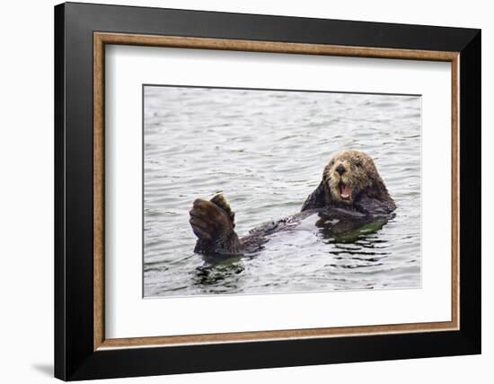 California Sea Otter-Hal Beral-Framed Premium Photographic Print
