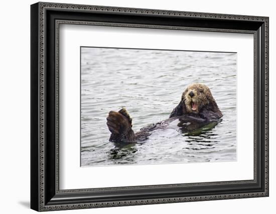 California Sea Otter-Hal Beral-Framed Premium Photographic Print