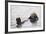 California Sea Otter-Hal Beral-Framed Photographic Print