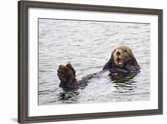 California Sea Otter-Hal Beral-Framed Photographic Print