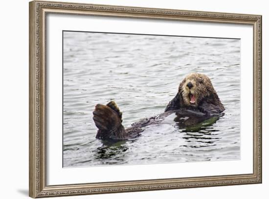 California Sea Otter-Hal Beral-Framed Photographic Print