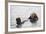 California Sea Otter-Hal Beral-Framed Photographic Print