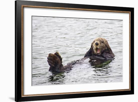 California Sea Otter-Hal Beral-Framed Photographic Print