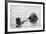 California Sea Otter-Hal Beral-Framed Photographic Print