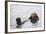 California Sea Otter-Hal Beral-Framed Photographic Print