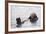 California Sea Otter-Hal Beral-Framed Photographic Print