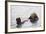 California Sea Otter-Hal Beral-Framed Photographic Print