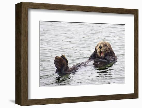 California Sea Otter-Hal Beral-Framed Photographic Print