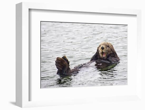 California Sea Otter-Hal Beral-Framed Photographic Print