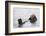 California Sea Otter-Hal Beral-Framed Photographic Print