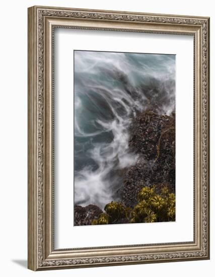 California. Sea Palms and Mussels with Swirling Incoming Tide, Salt Point State Park, California-Judith Zimmerman-Framed Photographic Print