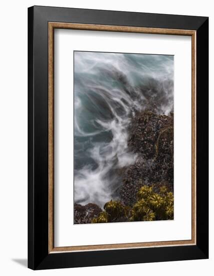 California. Sea Palms and Mussels with Swirling Incoming Tide, Salt Point State Park, California-Judith Zimmerman-Framed Photographic Print