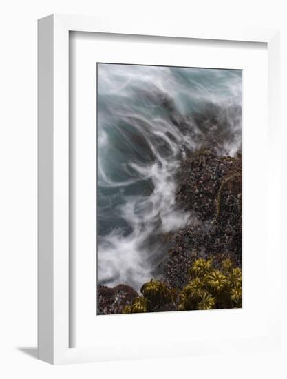 California. Sea Palms and Mussels with Swirling Incoming Tide, Salt Point State Park, California-Judith Zimmerman-Framed Photographic Print